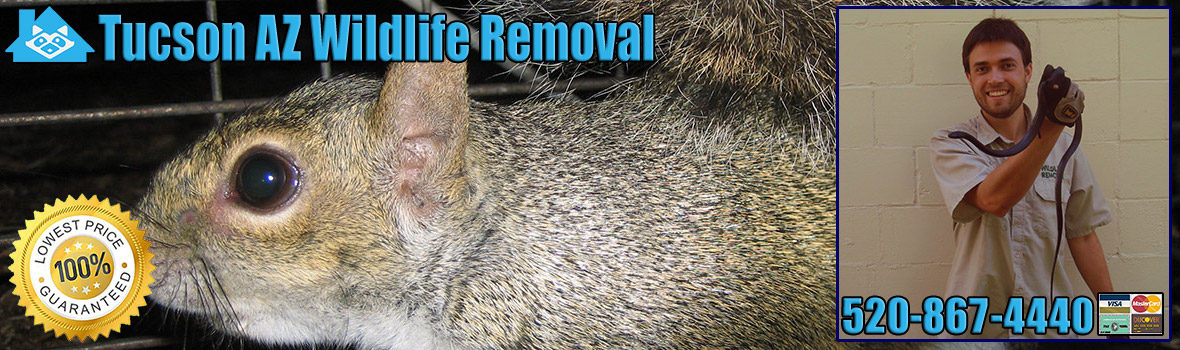 Tucson Wildlife and Animal Removal